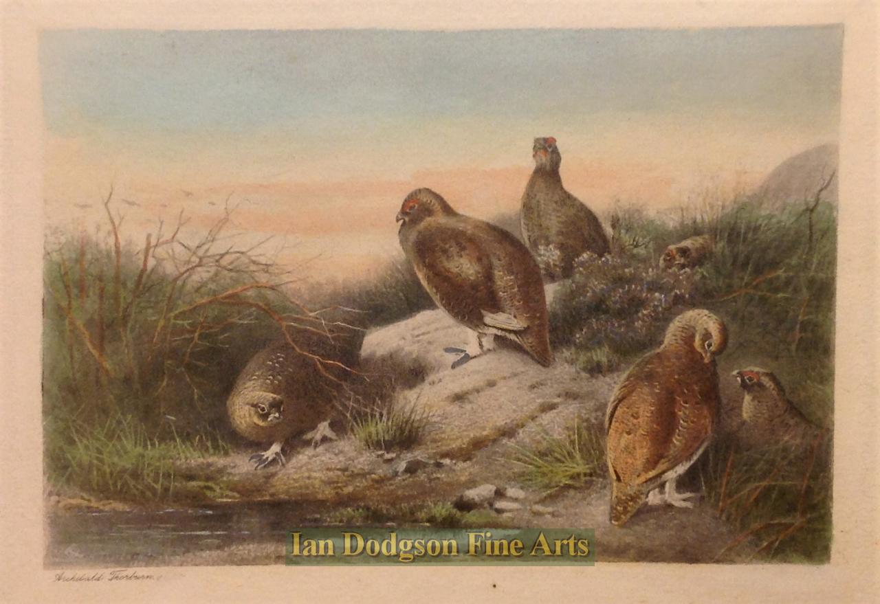 Red Grouse by Archibald Thorburn R.A.