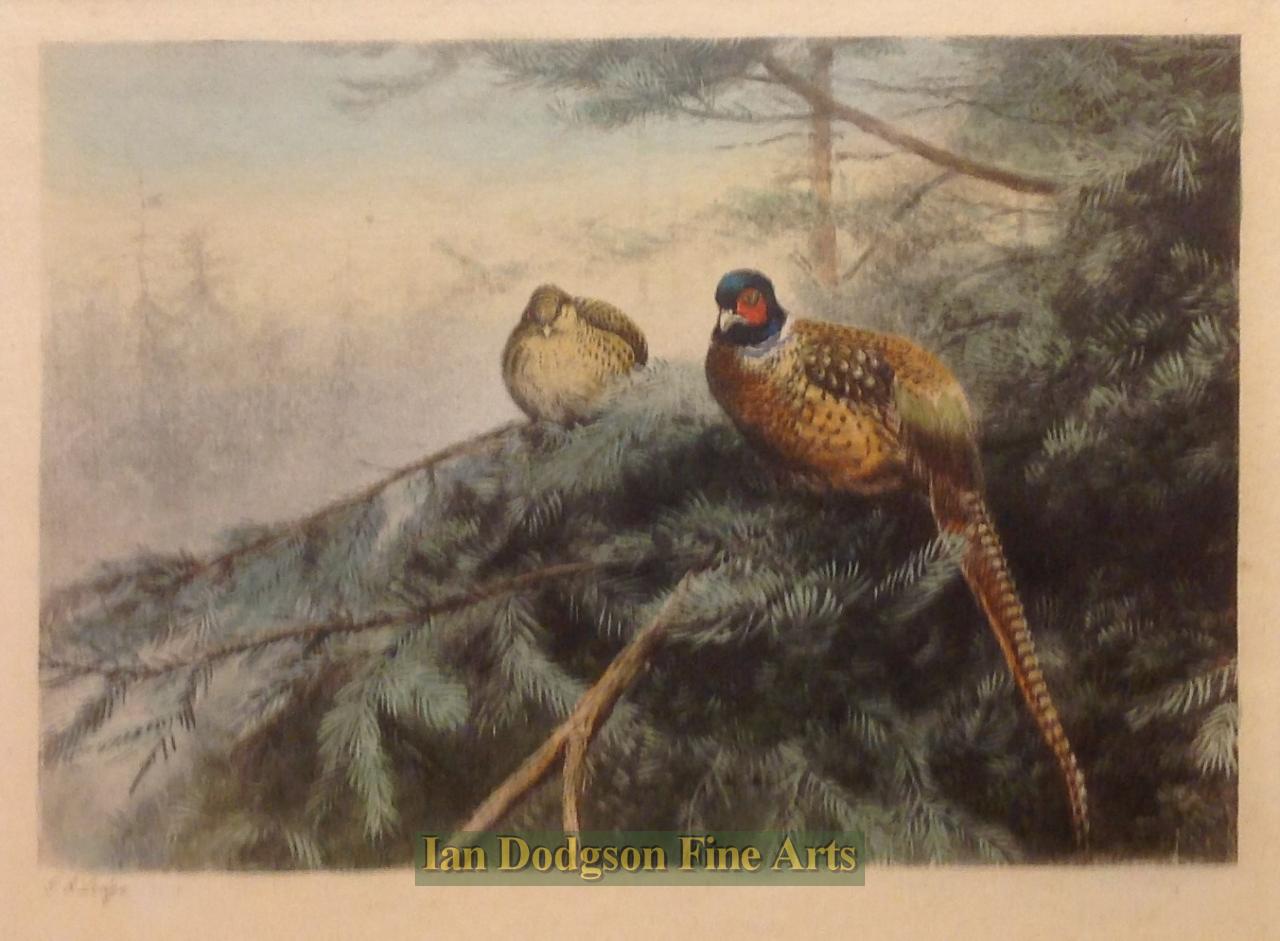 Pheasants by George Edward Lodge 