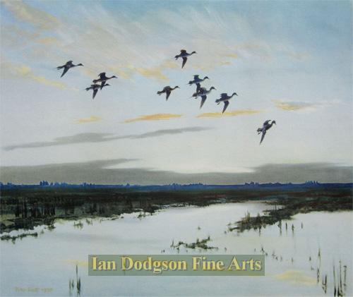 Pintails dropping in with a rush by Sir Peter Scott 