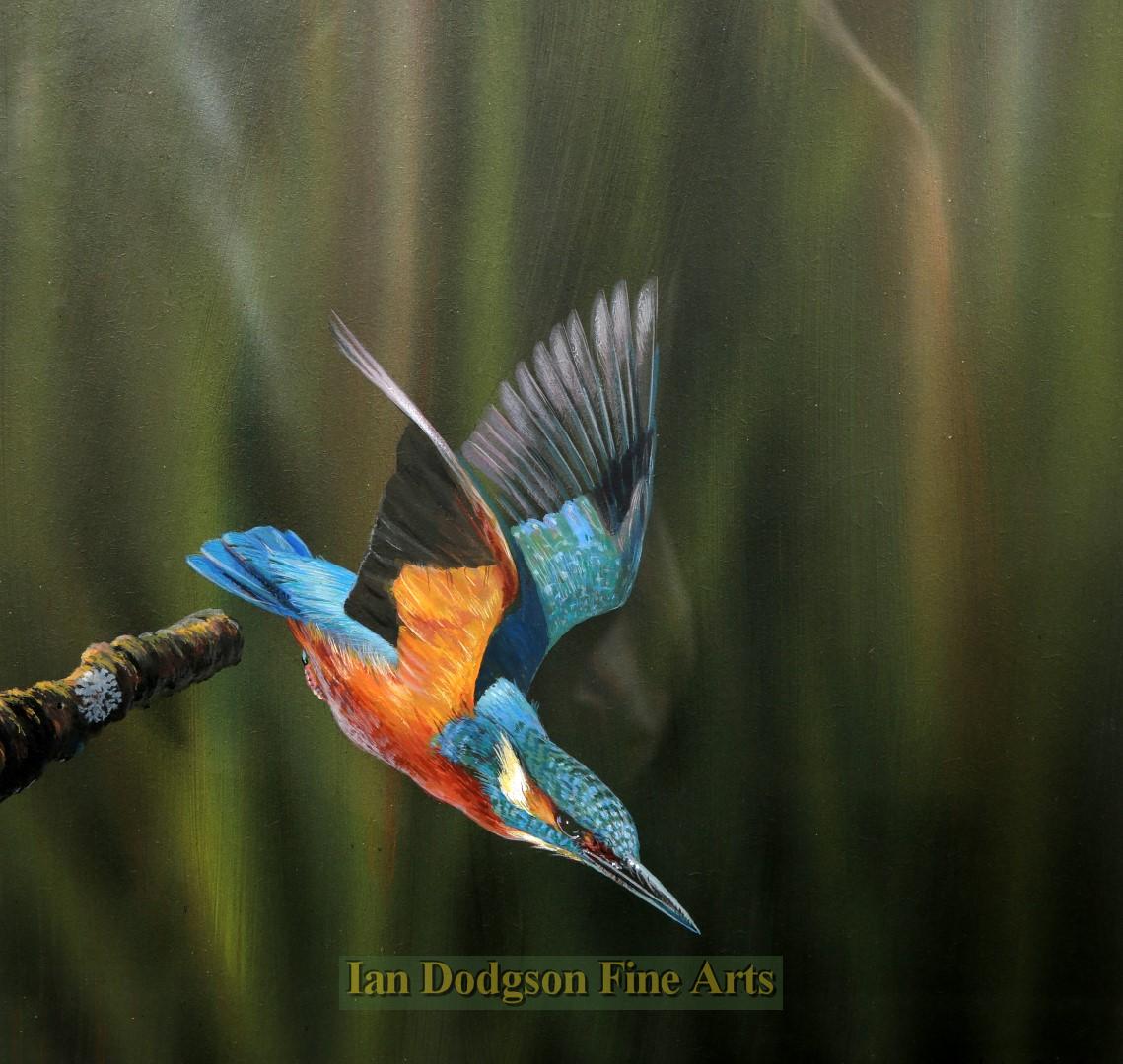 The Kingfisher by Richard Duffield 