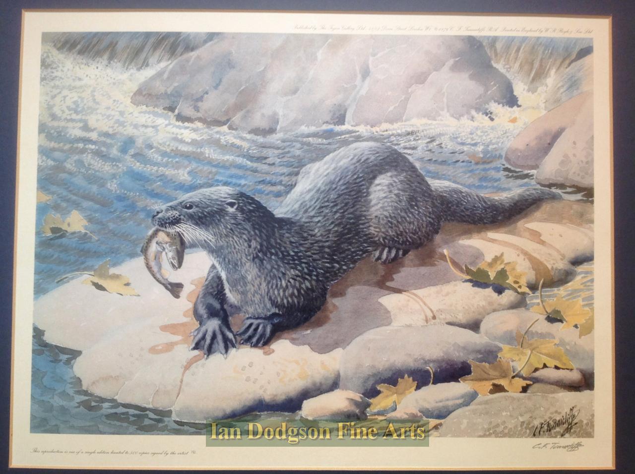 Otter by Charles F Tunnicliffe 