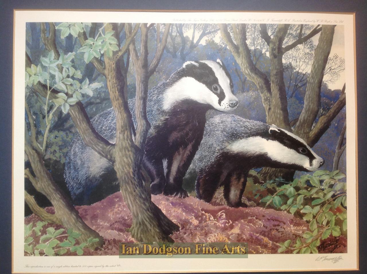 Badgers leaving the sett by Charles F Tunnicliffe 