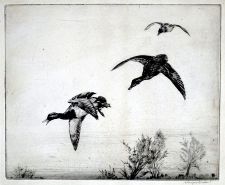 Duck in flight by Winifred Austen