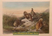 'Archibald Thorburn R.A. - Red Grouse