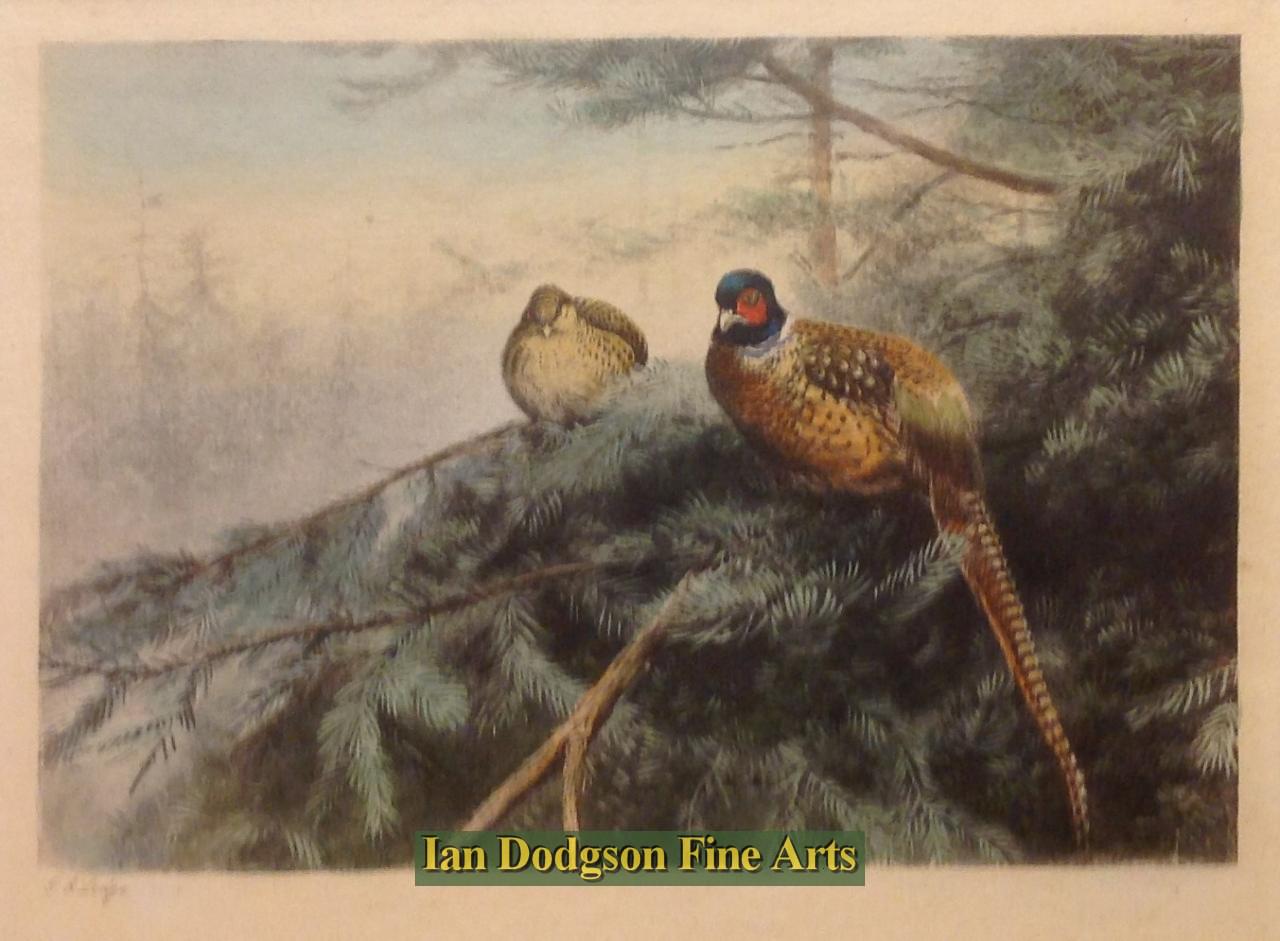George Edward Lodge - Pheasants Coloured Aquatint (c1910)