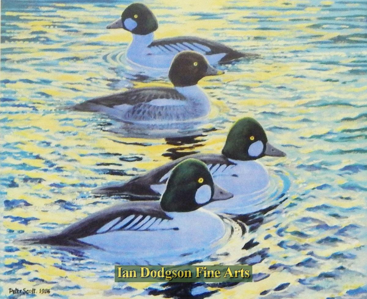 Golden Eyes On Golden Water by Sir Peter Scott