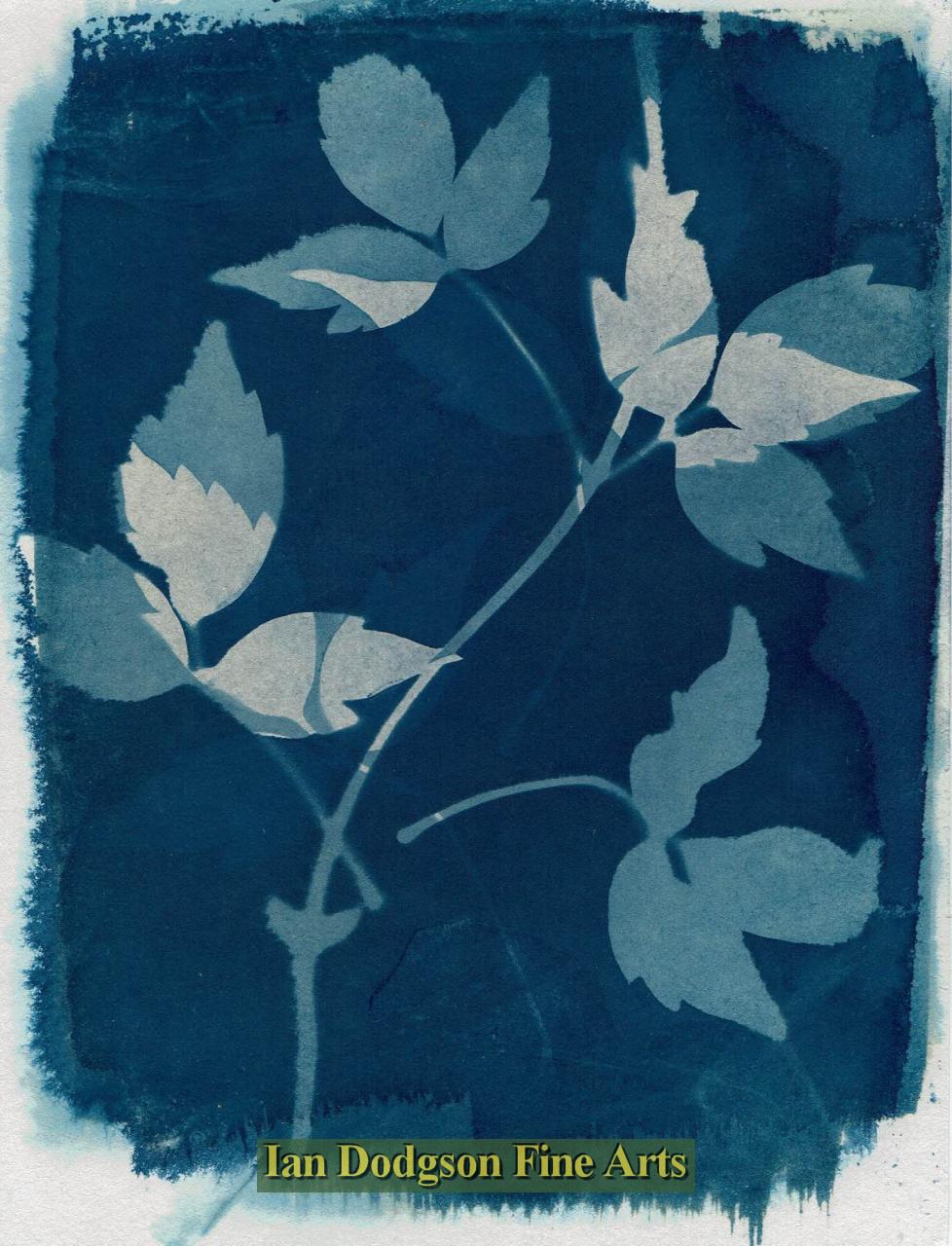 Gill Hughes - Garden Plants No3 Cyanotype Monoprint (2017)