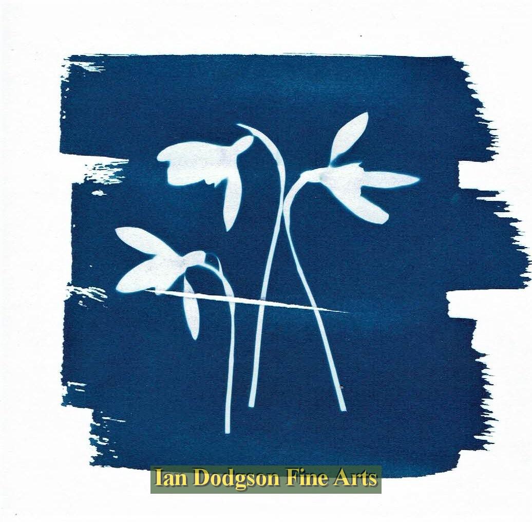 Gill Hughes - Snowdrops Cyanotype Monoprint (2018)