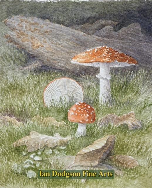 Philip Snow - Fly Agaric Watercolour (2019)