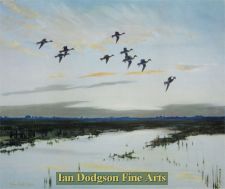 Pintails dropping in with a rush by Sir Peter Scott