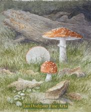 Fly Agaric by Philip Snow